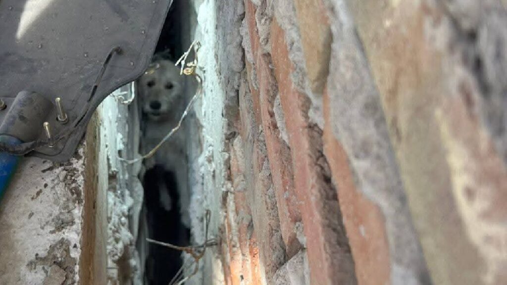 San Pedro: Bomberos realizan increíble rescate de perrito atrapado en zanja de construcción