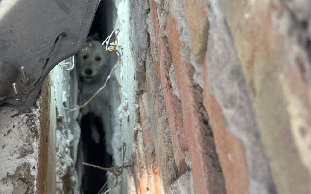 San Pedro: Bomberos realizan increíble rescate de perrito atrapado en zanja de construcción