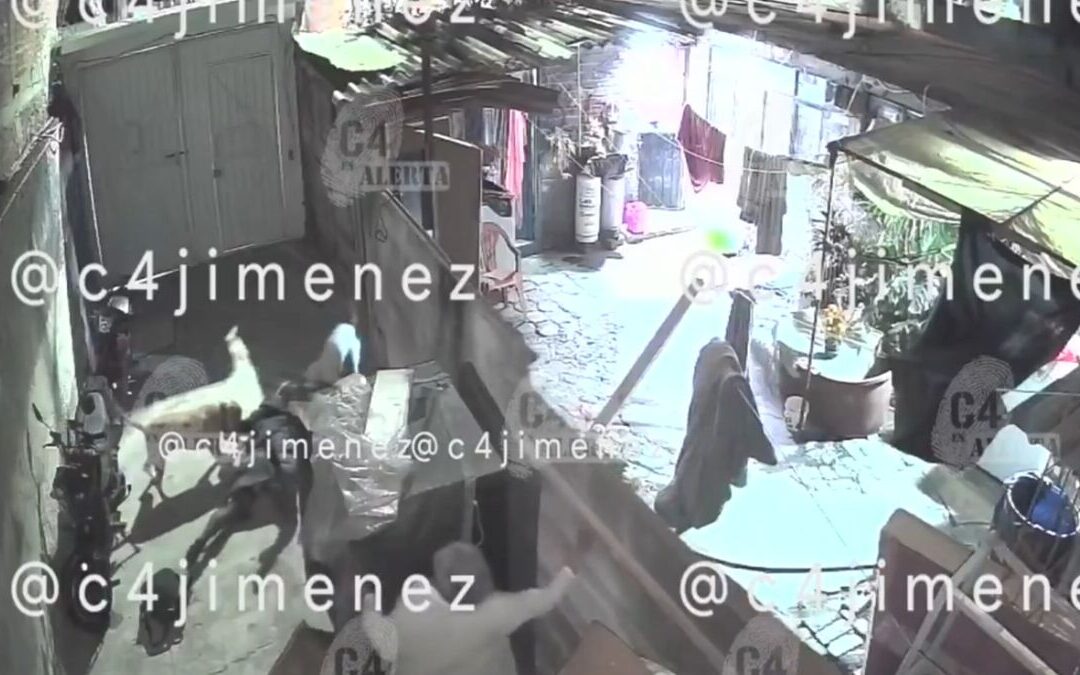 Ataque de perros pitbull en Tláhuac: Mujer sufre graves lesiones