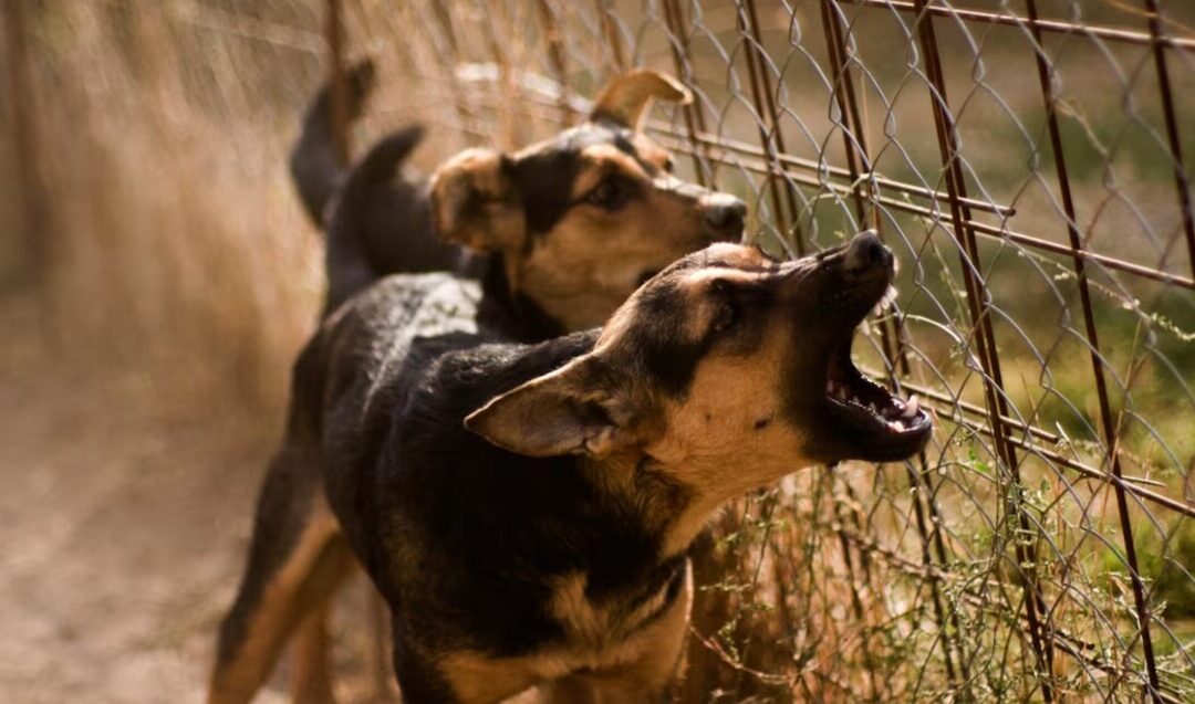 Tragedia en Michoacán: Niño de 3 años muere tras ataque de perros; madre enfrenta cargos de homicidio por omisión