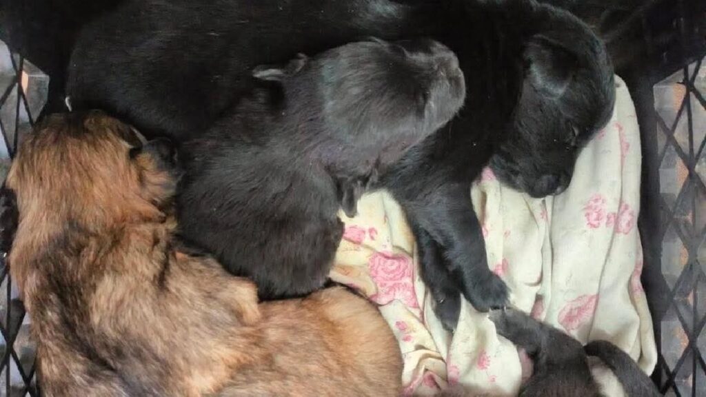 Adopción de Mascotas: Cachorros Abandonados en Estación de Bomberos Colón Buscan Familias Responsables