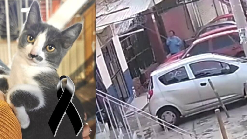 Gerónimo N: Exfuncionario Vinculado a Proceso por la Muerte del Gatito Gary en Guanajuato