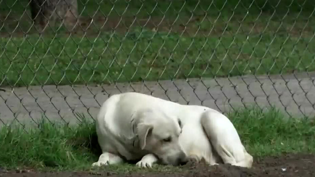 Guanajuato Establece Récord en Maltrato Animal: Fiscalía Registra 14 Denuncias Mensuales