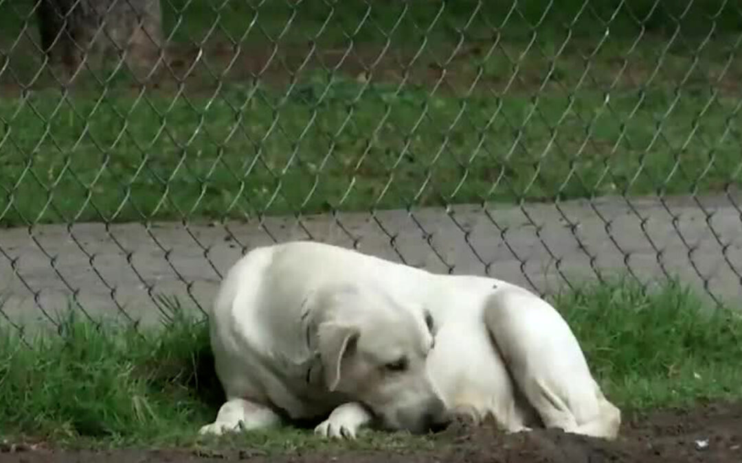 Guanajuato Establece Récord en Maltrato Animal: Fiscalía Registra 14 Denuncias Mensuales