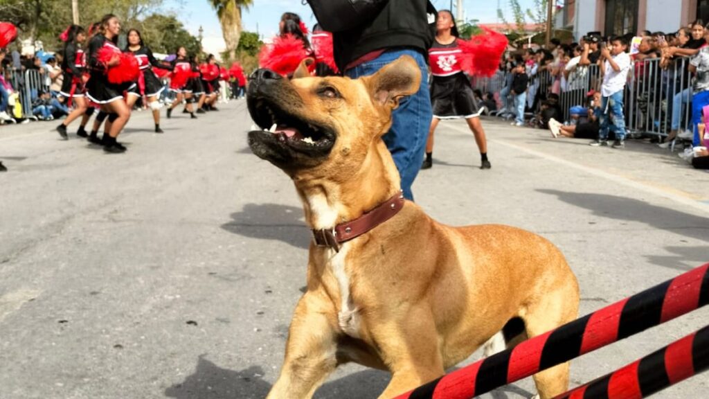 Ayuda a Encontrar a Toño, el Perro Bailarín de San Pedro que Conquistó La Laguna