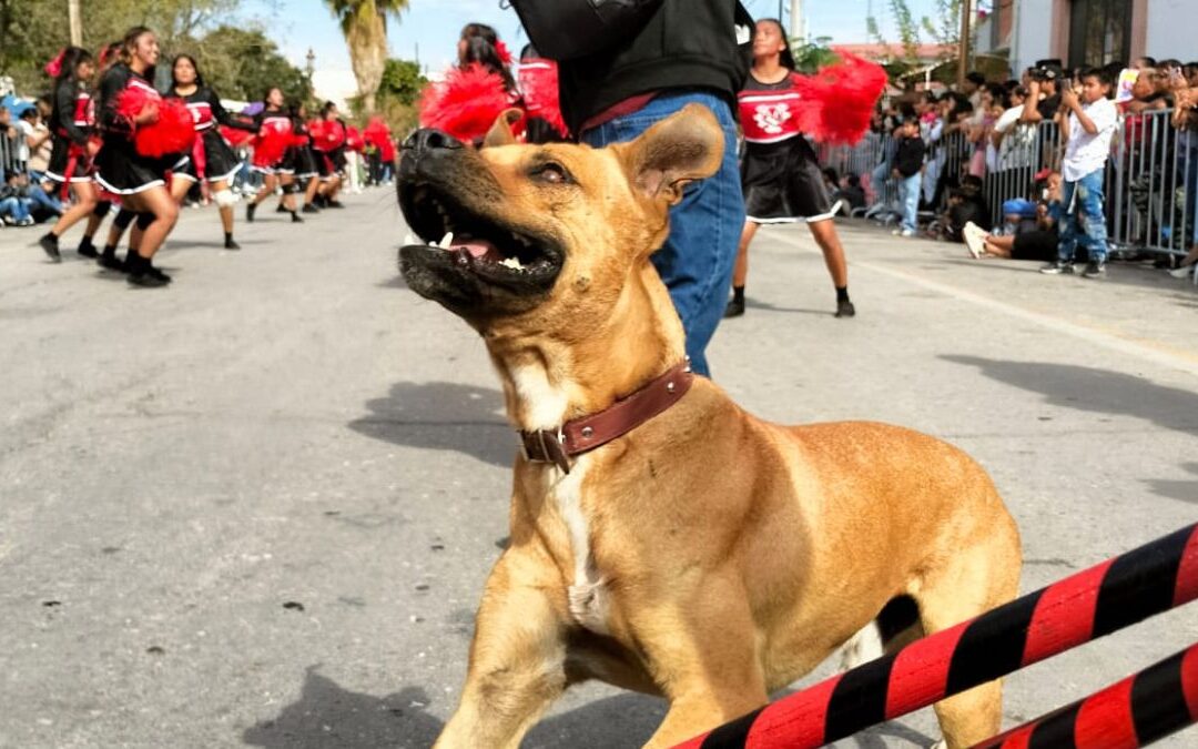 Ayuda a Encontrar a Toño, el Perro Bailarín de San Pedro que Conquistó La Laguna
