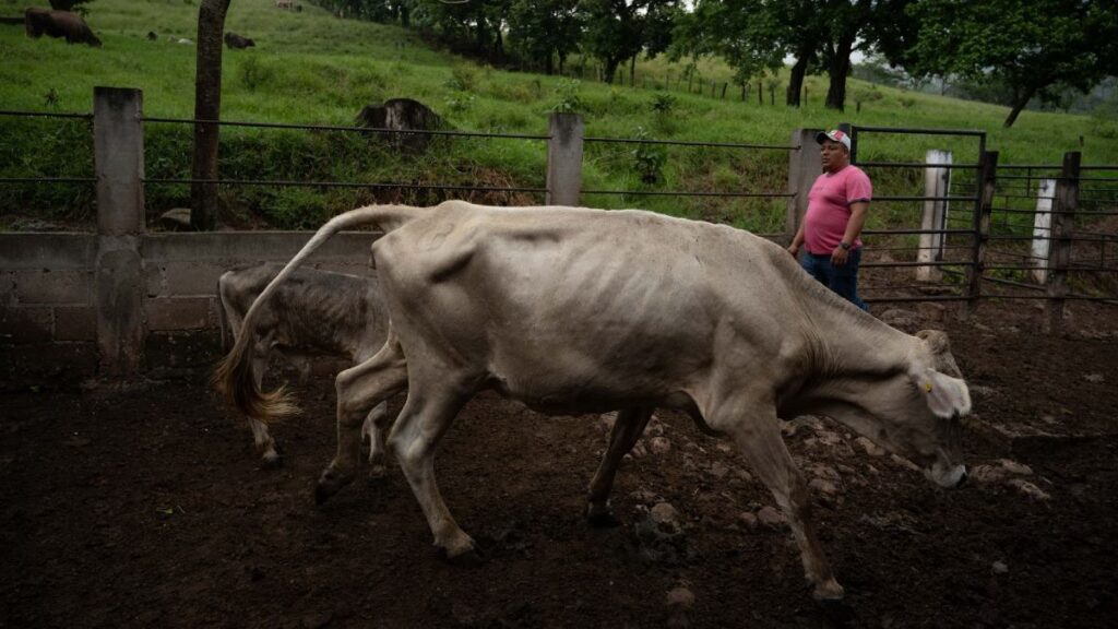 Oaxaca Aumenta la Vigilancia Sanitaria Tras Confirmación de Casos de Gusano Barrenador