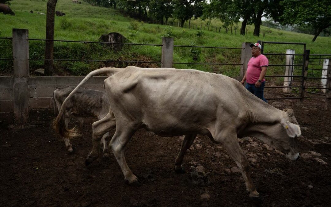 Oaxaca Aumenta la Vigilancia Sanitaria Tras Confirmación de Casos de Gusano Barrenador