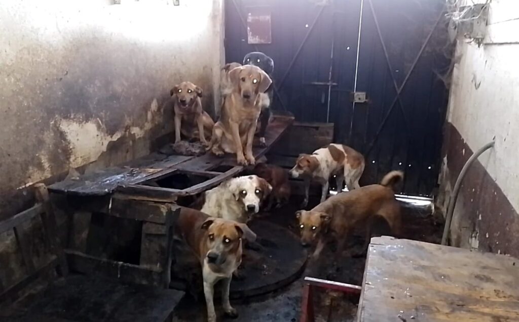 Tlaquepaque Implementa Nuevas Sanciones por Maltrato Animal: ¡Cortar Orejas y Cola Prohibido!