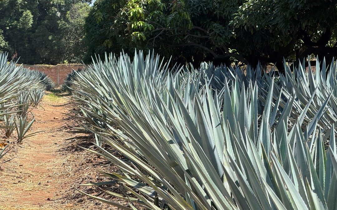 Pueblos Mágicos: Impulsando el Turismo en Jalisco para un Cierre de Año Espectacular